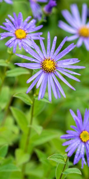 ASTER x frikartii 'Monch' 