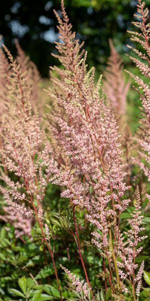 Astilbe arendisii 'Erica'