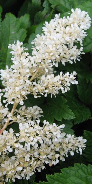 Astilbe 'Deutschland' (_japonica_ hybrid)