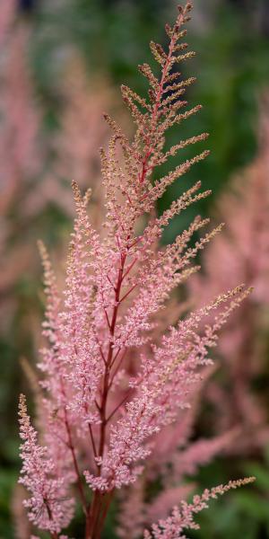 Astilbe arendisii 'Erica'