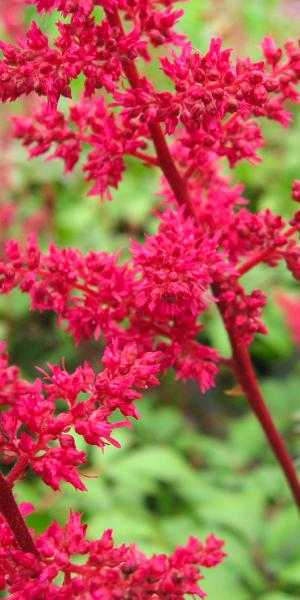 ASTILBE 'Fanal' (x arendsii) 