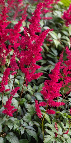 ASTILBE 'Fanal' (x arendsii) 