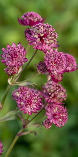 ASTRANTIA major 'Abbey Road'