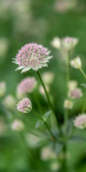 ASTRANTIA 'Buckland'