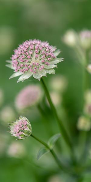 ASTRANTIA major 'Buckland'