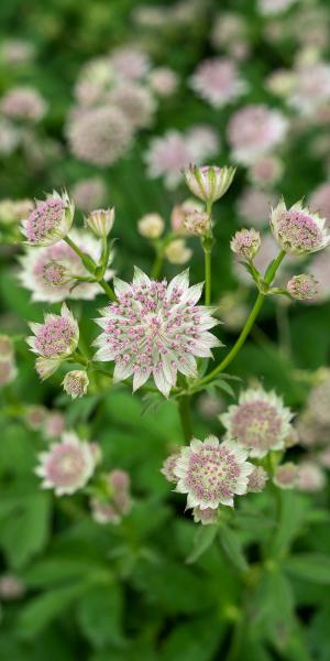 ASTRANTIA 'Buckland'