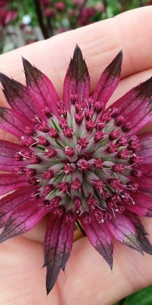 ASTRANTIA 'Burgundy Manor'