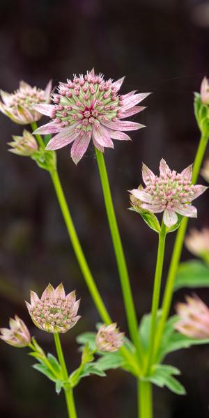 ASTRANTIA major 'Florence'