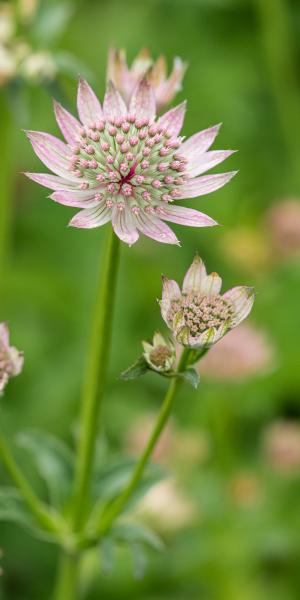 ASTRANTIA major Florence