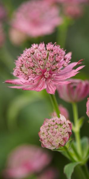 ASTRANTIA major 'Pink Pride'