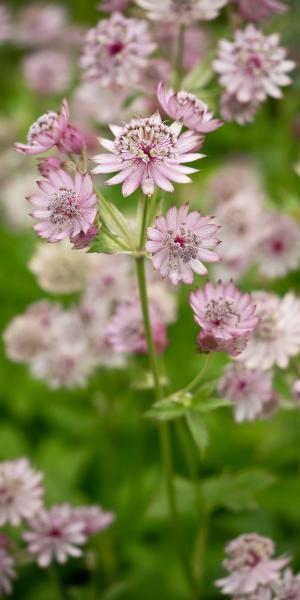 ASTRANTIA major var. rosea 