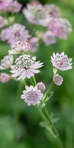 ASTRANTIA major var. rosea 