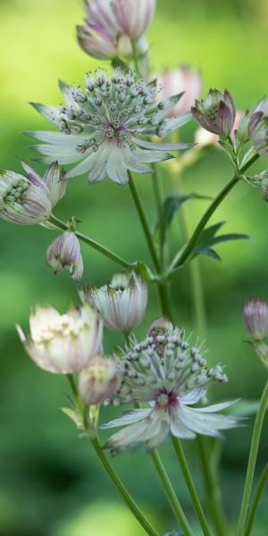 ASTRANTIA major