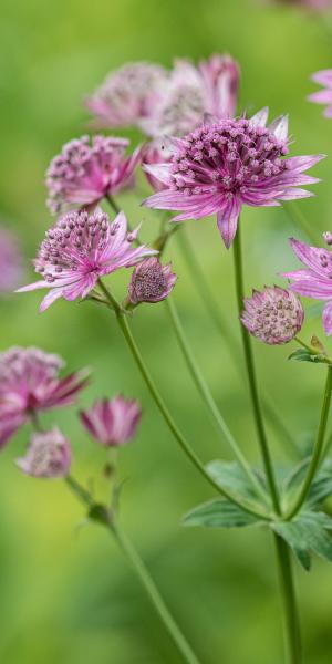 Astrantia 'Maureen Iddon'