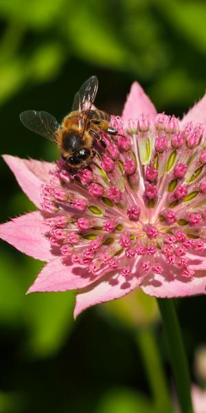 ASTRANTIA maxima