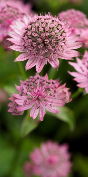 ASTRANTIA major 'Pink Pride'