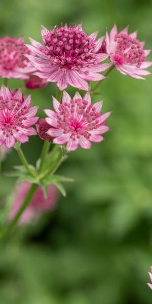 ASTRANTIA Roma