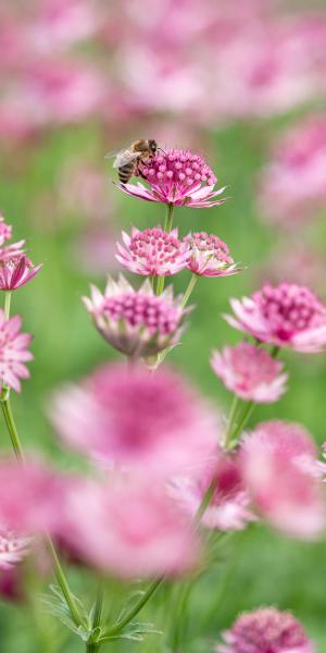 ASTRANTIA 'Roma' 