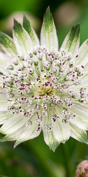 ASTRANTIA major 'Superstar' 