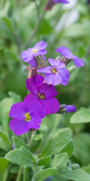 AUBRIETA 'Royal Series '