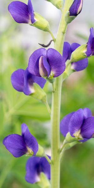 BAPTISIA australis 