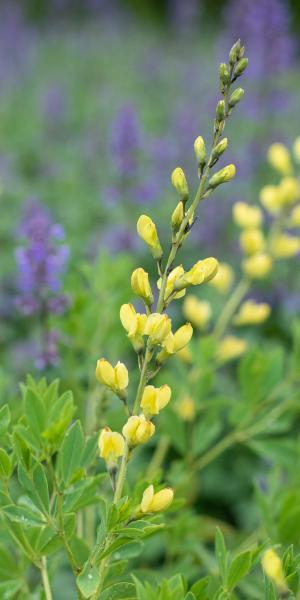 BAPTISIA 'Carolina Moonlight'