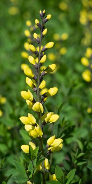 BAPTISIA 'Lemon Meringue'