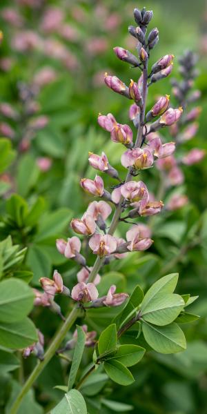 BAPTISIA 'Pink Truffles'