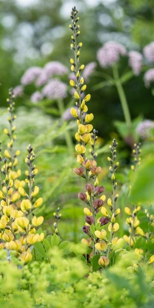 BAPTISIA 'Solar Flare'