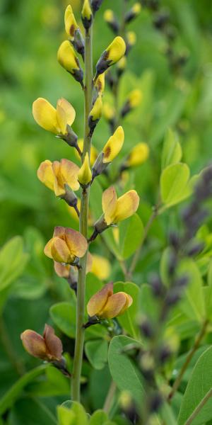 BAPTISIA 'Solar Flare'