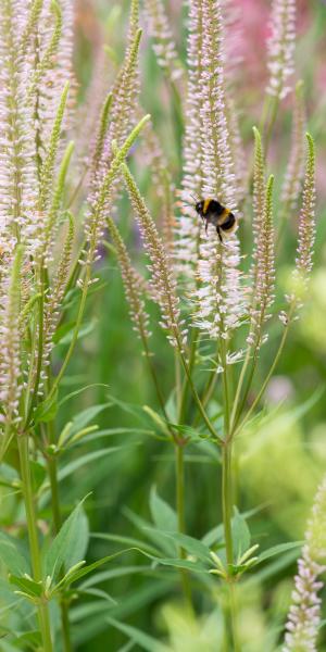 VERONICASTRUM virginicum f. roseum 'Pink Glow'