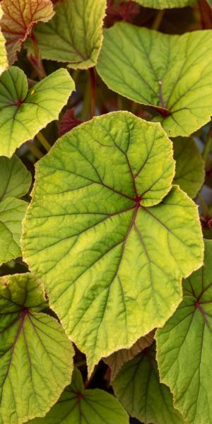 Begonia grandis subsp. evansiana