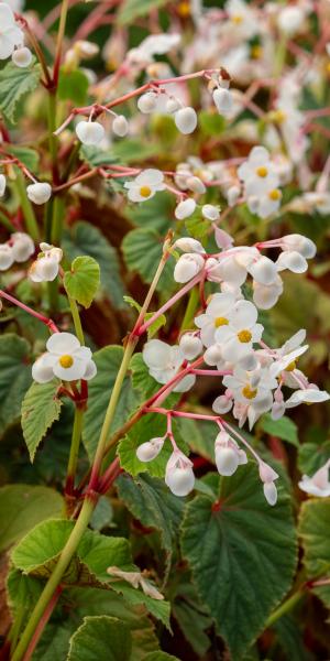 BEGONIA grandis subsp. evansiana 'Alba' 