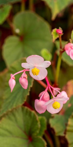 Begonia grandis subsp. evansiana