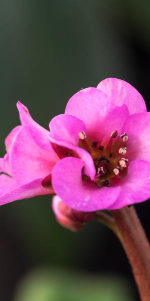 BERGENIA 'Autumn Magic'