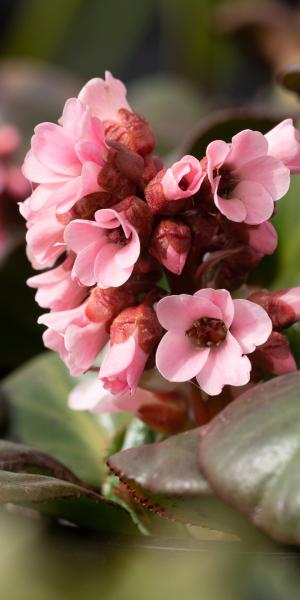 BERGENIA 'Bach'