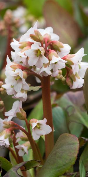 BERGENIA 'Bressingham White' 