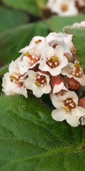 BERGENIA ciliata