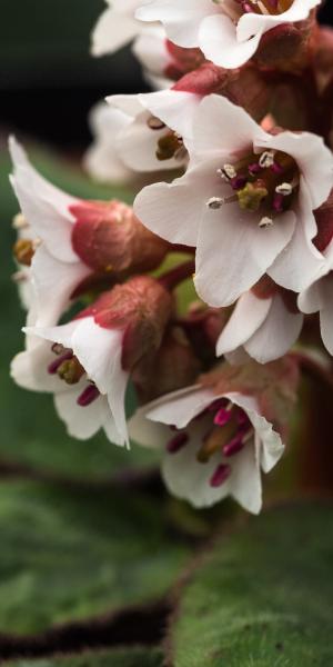 BERGENIA ciliata