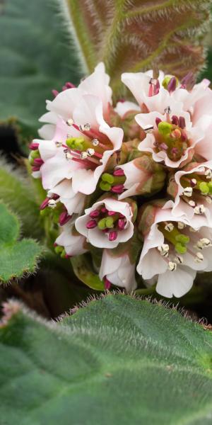 BERGINIA ciliata 'Wilton'