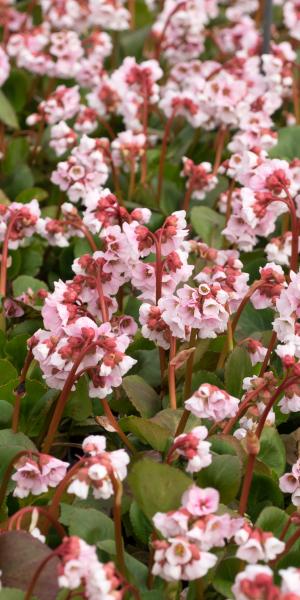 BERGENIA 'Harzristall'