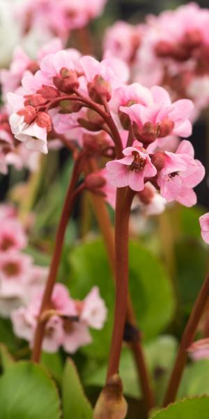 BERGENIA 'Harzristall'