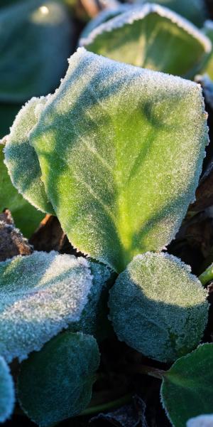 BERGENIA 'Harzristall'