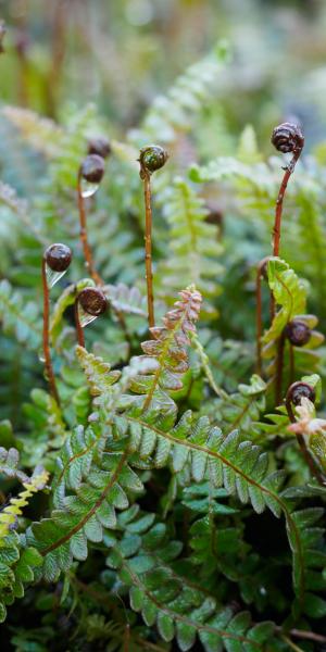 BLECHNUM penna-marina subsp.alpinum