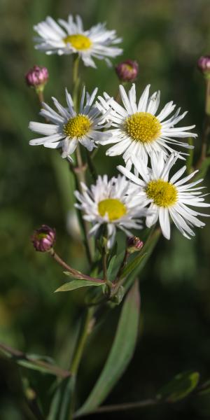 BOLTONIA asteroides var. latisquama