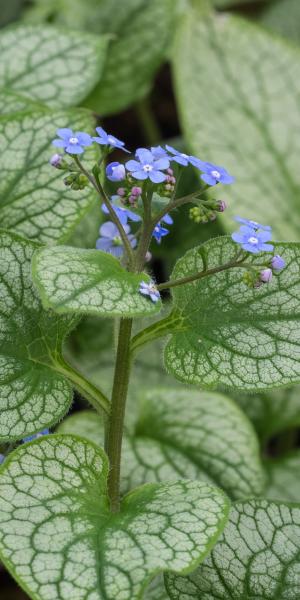 BRUNNERA macrophylla 'Alexander's Great'