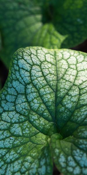 BRUNNERA macrophylla 'Alexander's Great'