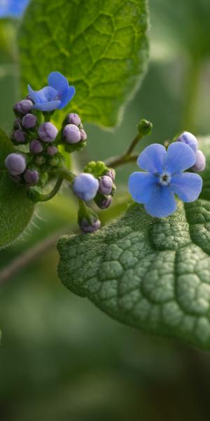 BRUNNERA macrophylla 'Alexander's Great'