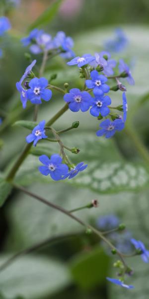 BRUNNERA macrophylla 'Jack Frost' 