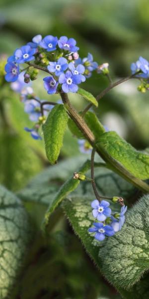 BRUNNERA macrophylla 'Jack Frost' 